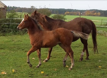 Paint Horse, Étalon, 2 Ans, 155 cm, Bai clair