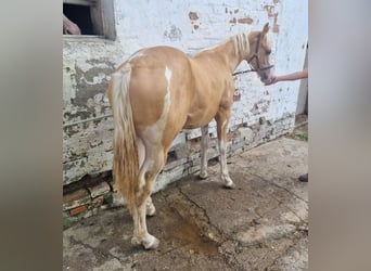 Paint Horse, Étalon, 2 Ans, 155 cm, Pinto