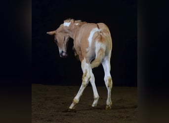 Paint Horse, Étalon, 2 Ans, 155 cm, Pinto