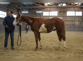 Paint Horse, Étalon, 2 Ans, 158 cm, Overo-toutes couleurs