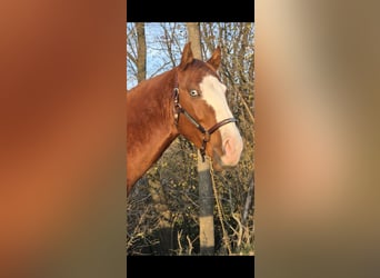 Paint Horse, Étalon, 3 Ans, 150 cm, Alezan