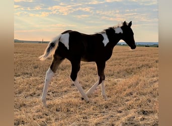 Paint Horse, Étalon, 3 Ans, 150 cm, Tobiano-toutes couleurs