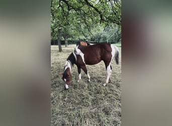 Paint Horse, Étalon, 3 Ans, 150 cm, Tobiano-toutes couleurs