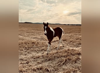 Paint Horse, Étalon, 3 Ans, 150 cm, Tobiano-toutes couleurs