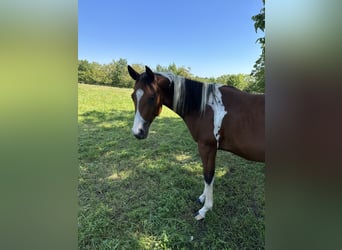 Paint Horse, Étalon, 3 Ans, 150 cm, Tobiano-toutes couleurs