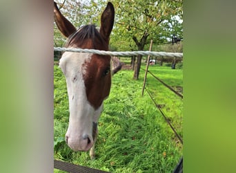 Paint Horse, Étalon, 3 Ans, 160 cm, Tovero-toutes couleurs