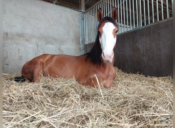 Paint Horse, Étalon, 4 Ans, 150 cm, Bai