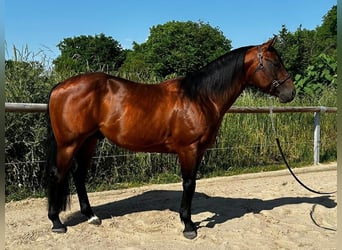 Paint Horse, Étalon, 5 Ans, 152 cm, Bai