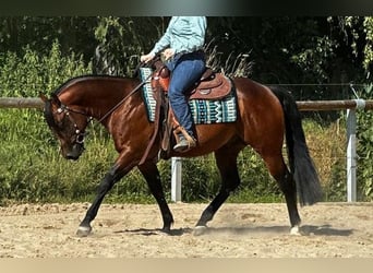 Paint Horse, Étalon, 5 Ans, 152 cm, Bai