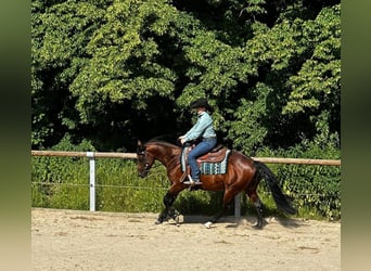 Paint Horse, Étalon, 5 Ans, 152 cm, Bai