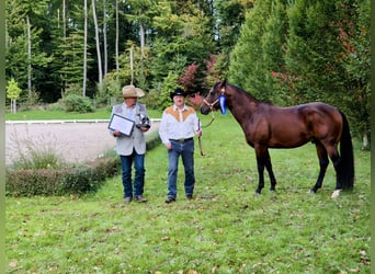 Paint Horse, Étalon, 5 Ans, 152 cm, Bai