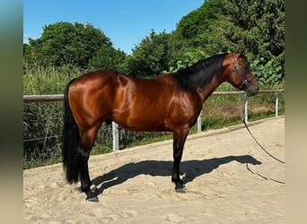 Paint Horse, Étalon, 5 Ans, 152 cm, Bai