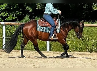 Paint Horse, Étalon, 6 Ans, 152 cm, Bai