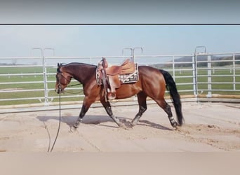 Paint Horse, Étalon, 6 Ans, 152 cm, Bai