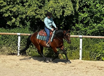 Paint Horse, Étalon, 6 Ans, 152 cm, Bai