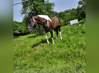 Paint Horse, Étalon, 6 Ans, 152 cm, Grullo