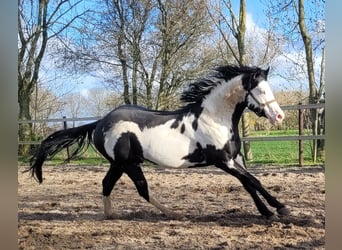 Paint Horse, Étalon, 5 Ans, 155 cm, Overo-toutes couleurs