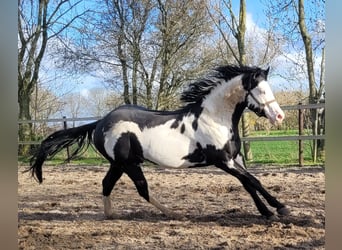 Paint Horse, Étalon, 4 Ans, 155 cm, Overo-toutes couleurs