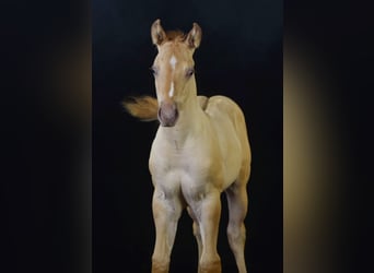 Paint Horse, Étalon, Poulain (06/2023), 150 cm, Champagne