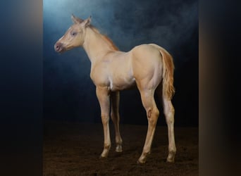 Paint Horse, Étalon, Poulain (06/2023), 150 cm, Champagne