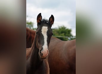 Paint Horse, Étalon, Poulain (02/2024), 150 cm, Noir