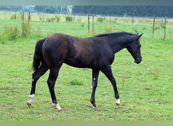 Paint Horse, Étalon, Poulain (02/2024), 150 cm, Noir