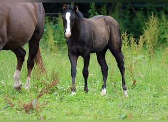 Paint Horse, Étalon, Poulain (02/2024), 150 cm, Noir