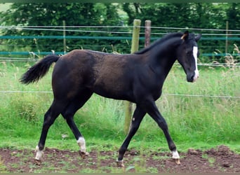 Paint Horse, Étalon, Poulain (02/2024), 150 cm, Noir