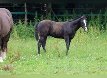 Paint Horse, Étalon, Poulain (02/2024), 150 cm, Noir