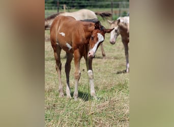 Paint Horse, Étalon, Poulain (05/2024), 150 cm, Overo-toutes couleurs