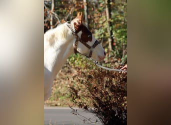 Paint Horse, Étalon, Poulain (05/2024), 150 cm, Overo-toutes couleurs