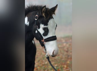 Paint Horse, Étalon, Poulain (04/2024), 150 cm, Overo-toutes couleurs