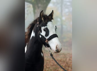 Paint Horse, Étalon, Poulain (04/2024), 150 cm, Overo-toutes couleurs