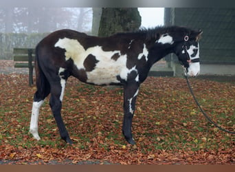 Paint Horse, Étalon, Poulain (04/2024), 150 cm, Overo-toutes couleurs