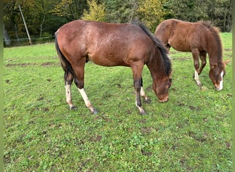 Paint Horse, Étalon, Poulain (05/2023), 150 cm, Tobiano-toutes couleurs