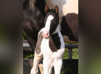 Paint Horse, Étalon, Poulain (04/2024), 152 cm, Noir