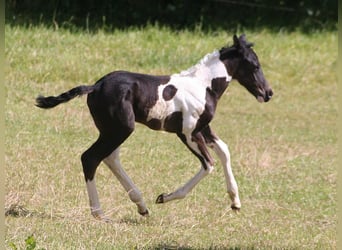 Paint Horse, Étalon, Poulain (06/2024), 152 cm, Noir
