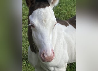 Paint Horse, Étalon, , 152 cm, Overo-toutes couleurs