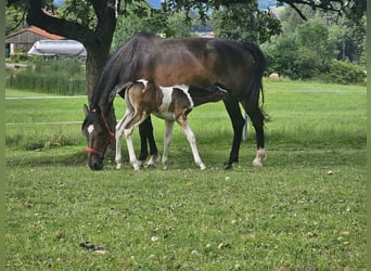 Paint Horse Croisé, Étalon, Poulain (06/2024), 152 cm, Tobiano-toutes couleurs