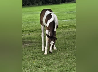 Paint Horse Croisé, Étalon, Poulain (06/2024), 152 cm, Tobiano-toutes couleurs