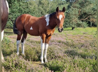 Paint Horse, Étalon, Poulain (05/2023), 152 cm, Tobiano-toutes couleurs
