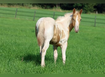 Paint Horse, Étalon, Poulain (04/2024), 153 cm, Champagne