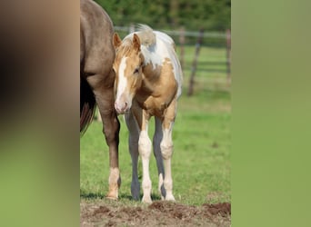 Paint Horse, Étalon, Poulain (04/2024), 153 cm, Champagne