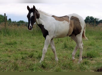 Paint Horse, Étalon, Poulain (02/2024), 153 cm, Grullo