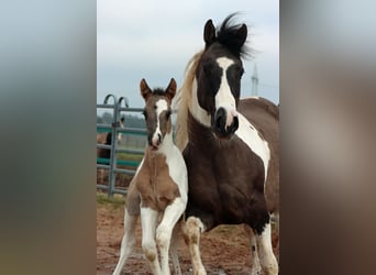 Paint Horse, Étalon, Poulain (02/2024), 153 cm, Grullo