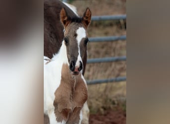 Paint Horse, Étalon, Poulain (02/2024), 153 cm, Grullo