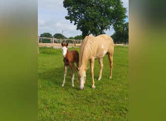 Paint Horse, Étalon, Poulain (06/2024), 154 cm, Overo-toutes couleurs