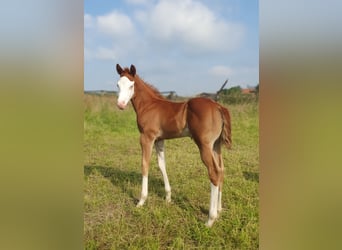 Paint Horse, Étalon, Poulain (06/2024), 154 cm, Overo-toutes couleurs