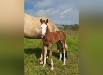 Paint Horse, Étalon, Poulain (06/2024), 154 cm, Overo-toutes couleurs