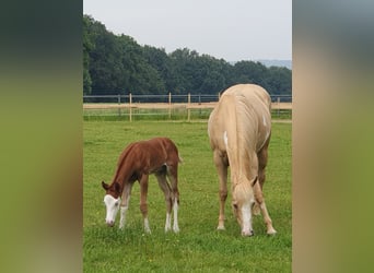 Paint Horse, Étalon, Poulain (06/2024), 154 cm, Overo-toutes couleurs